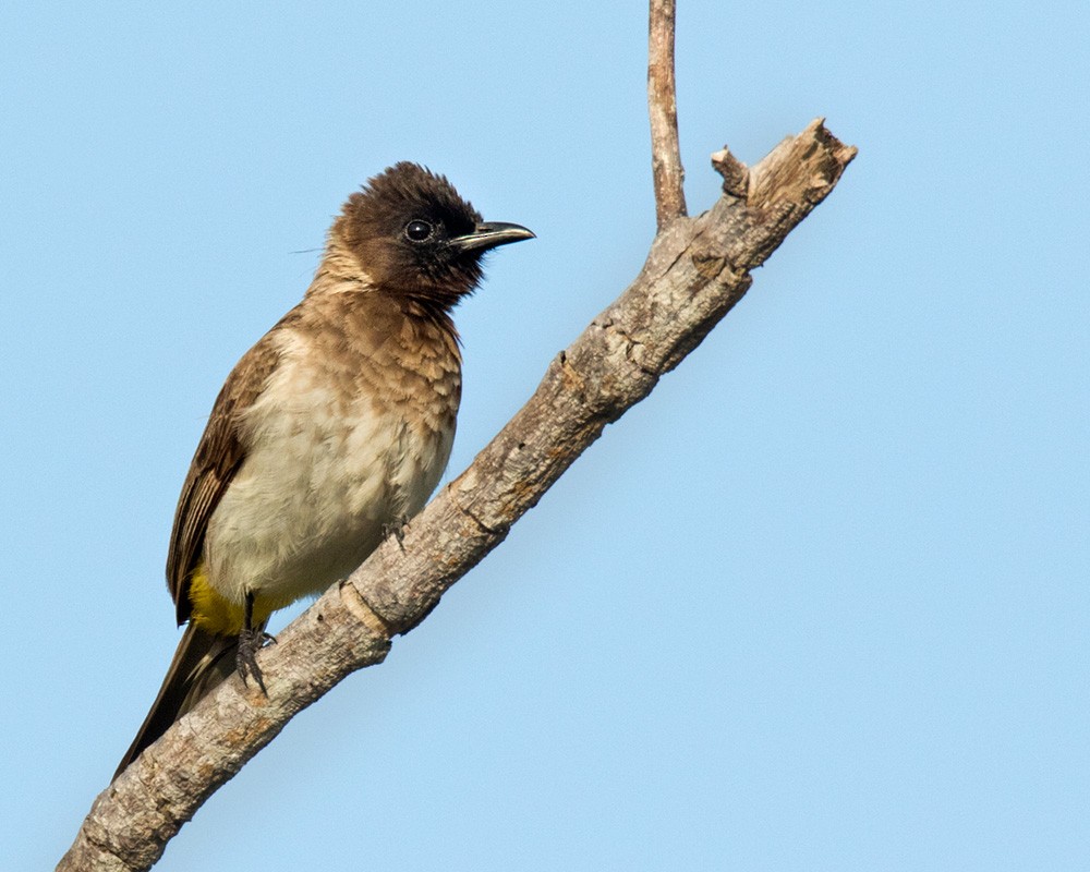 Common Bulbul (Dodson's) - eBird