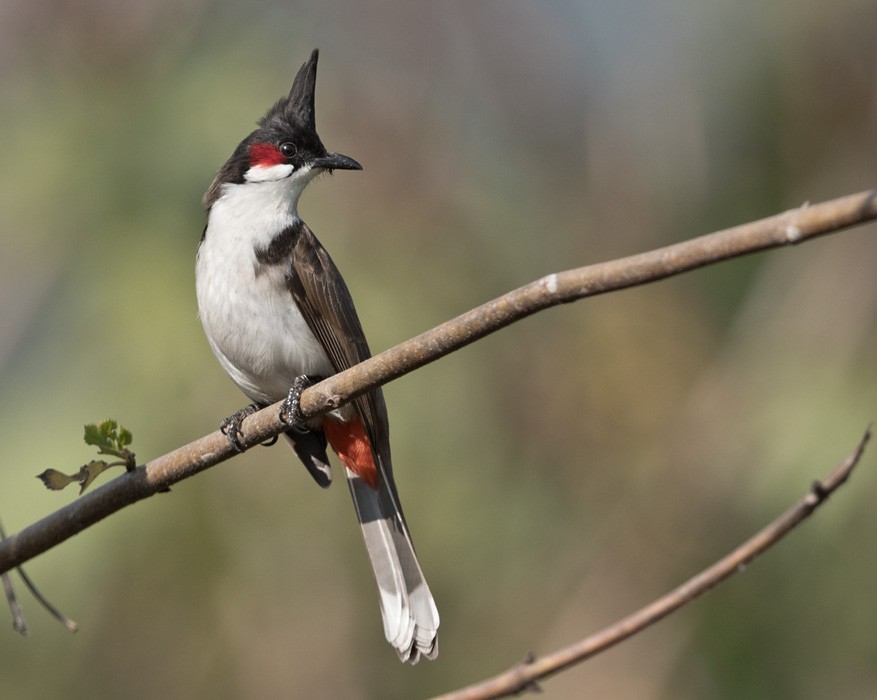 Red-whiskered Bulbul - Lars Petersson | My World of Bird Photography