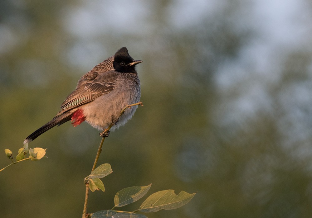 Red-vented Bulbul - Lars Petersson | My World of Bird Photography