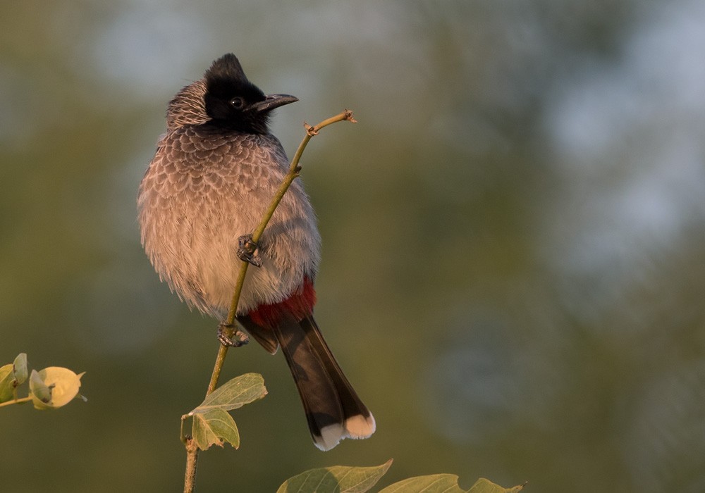 Red-vented Bulbul - ML205990401