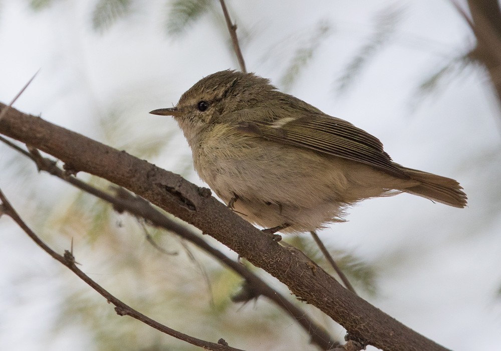 Hume's Warbler - Lars Petersson | My World of Bird Photography