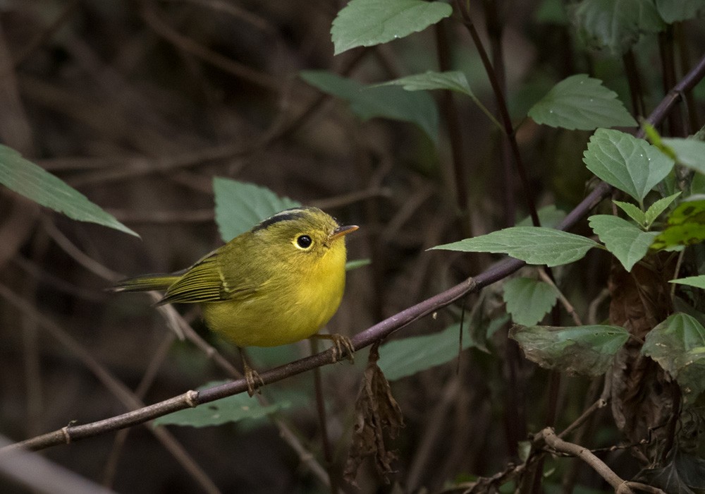 Whistler's Warbler - Lars Petersson | My World of Bird Photography