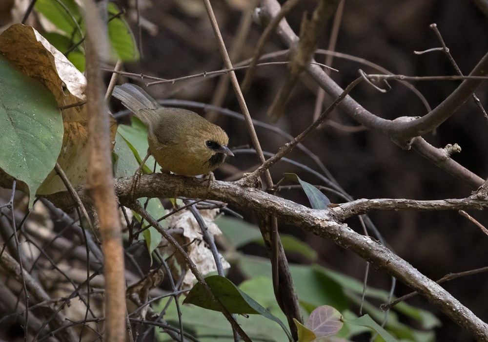 Black-chinned Babbler - Lars Petersson | My World of Bird Photography