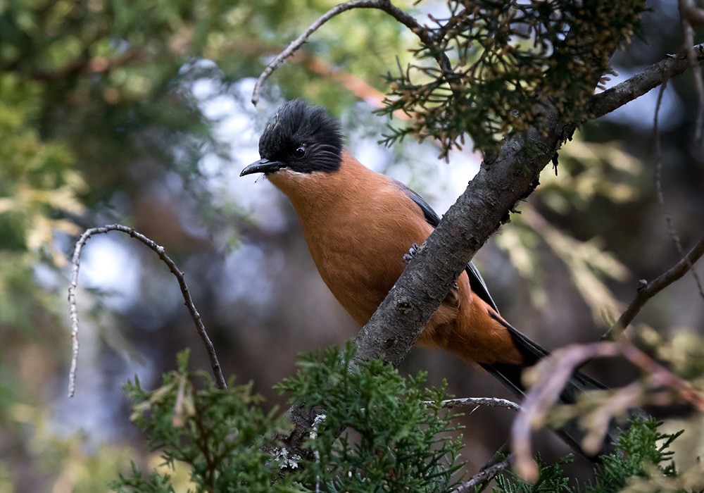 Rufous Sibia - Lars Petersson | My World of Bird Photography