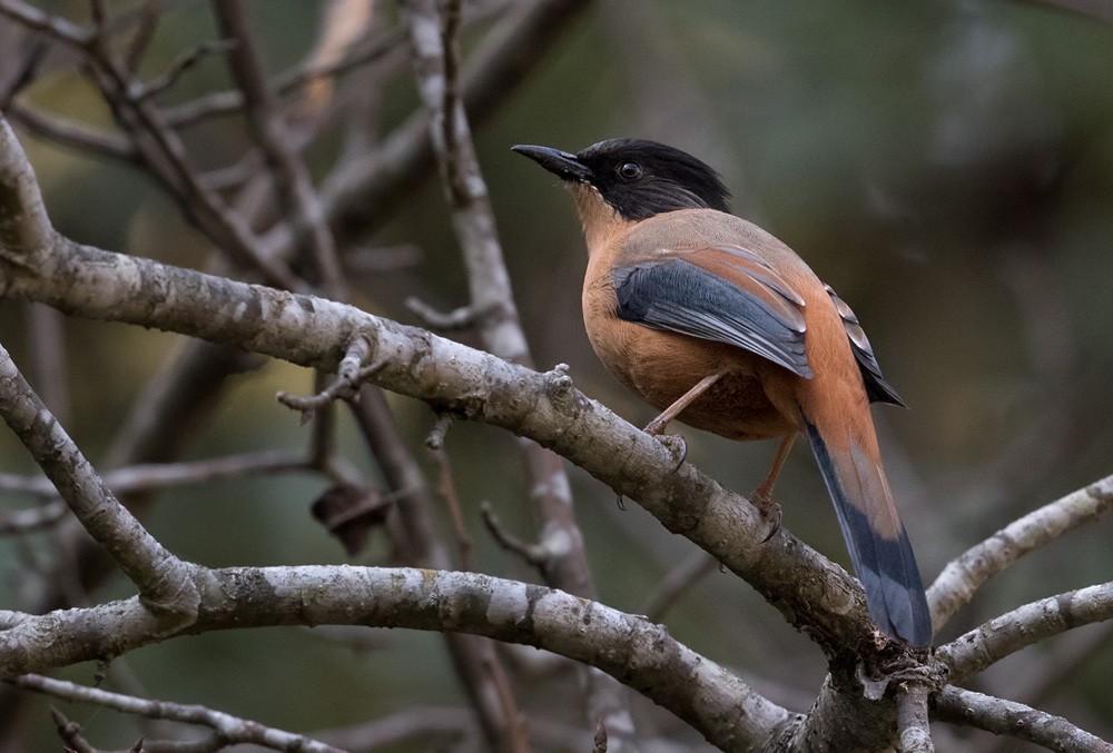 Rufous Sibia - Lars Petersson | My World of Bird Photography