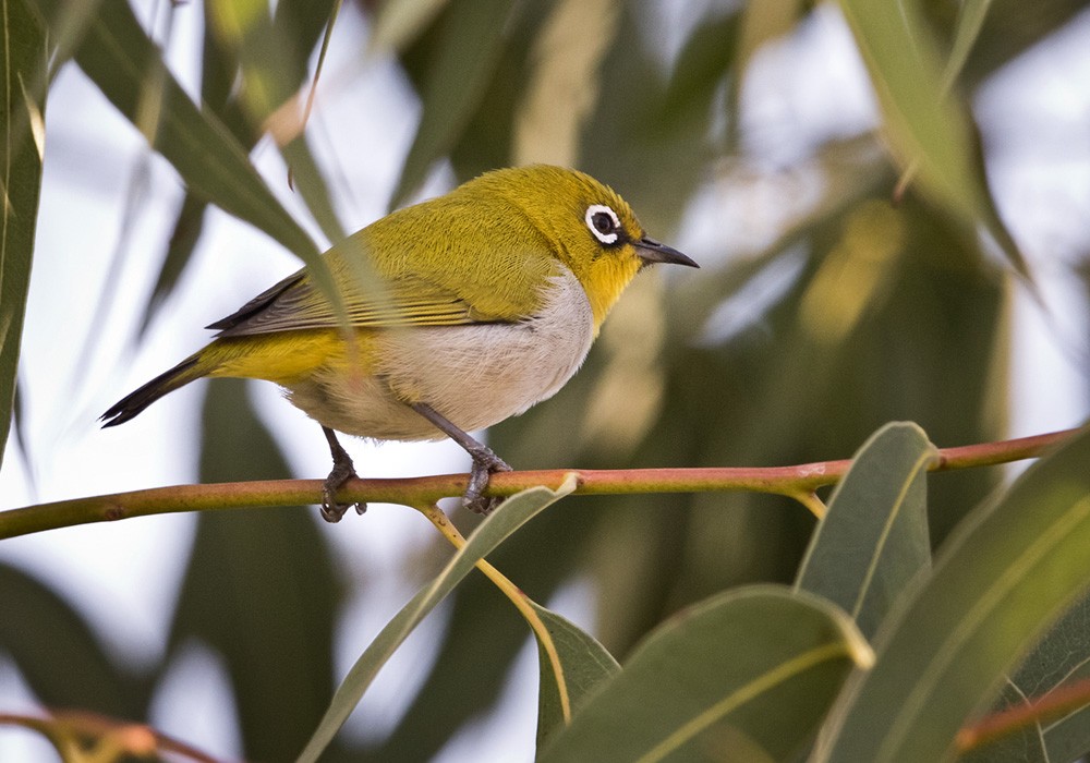 Indian White-eye - Lars Petersson | My World of Bird Photography