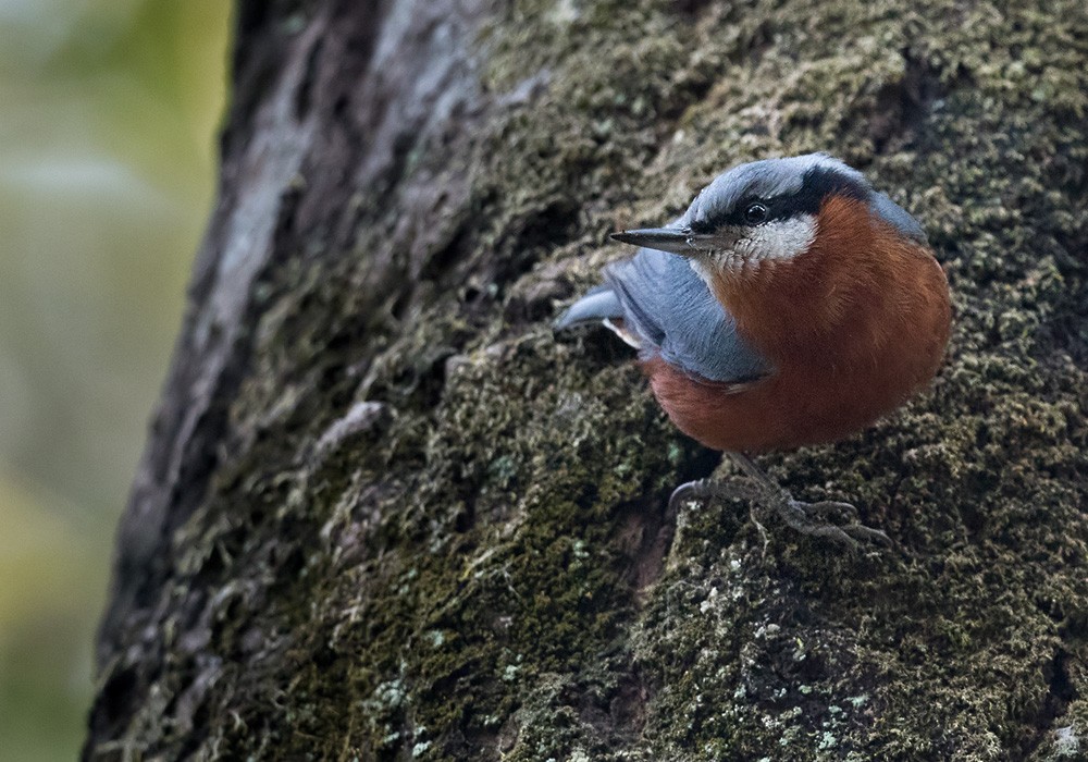Chestnut-bellied Nuthatch - Lars Petersson | My World of Bird Photography
