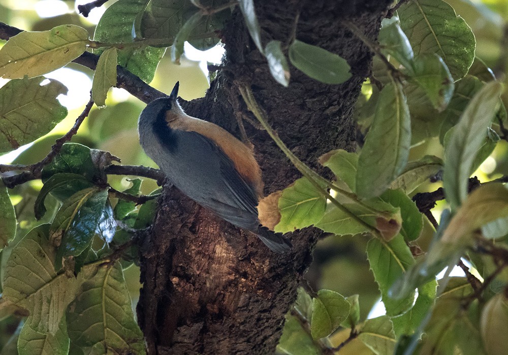 White-tailed Nuthatch - ML205990801