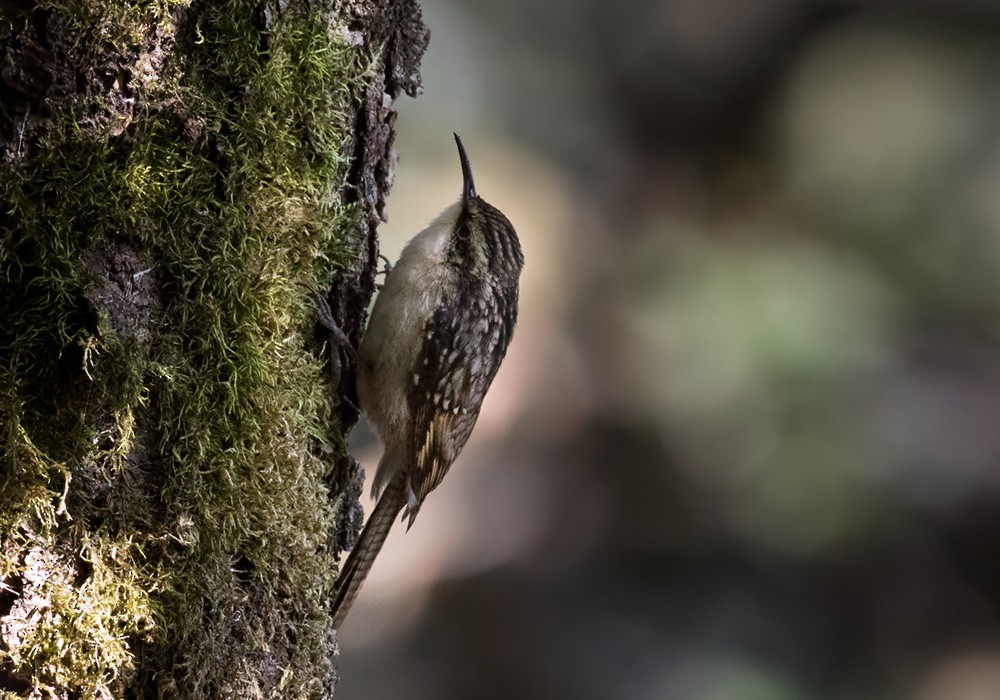 Bar-tailed Treecreeper - Lars Petersson | My World of Bird Photography