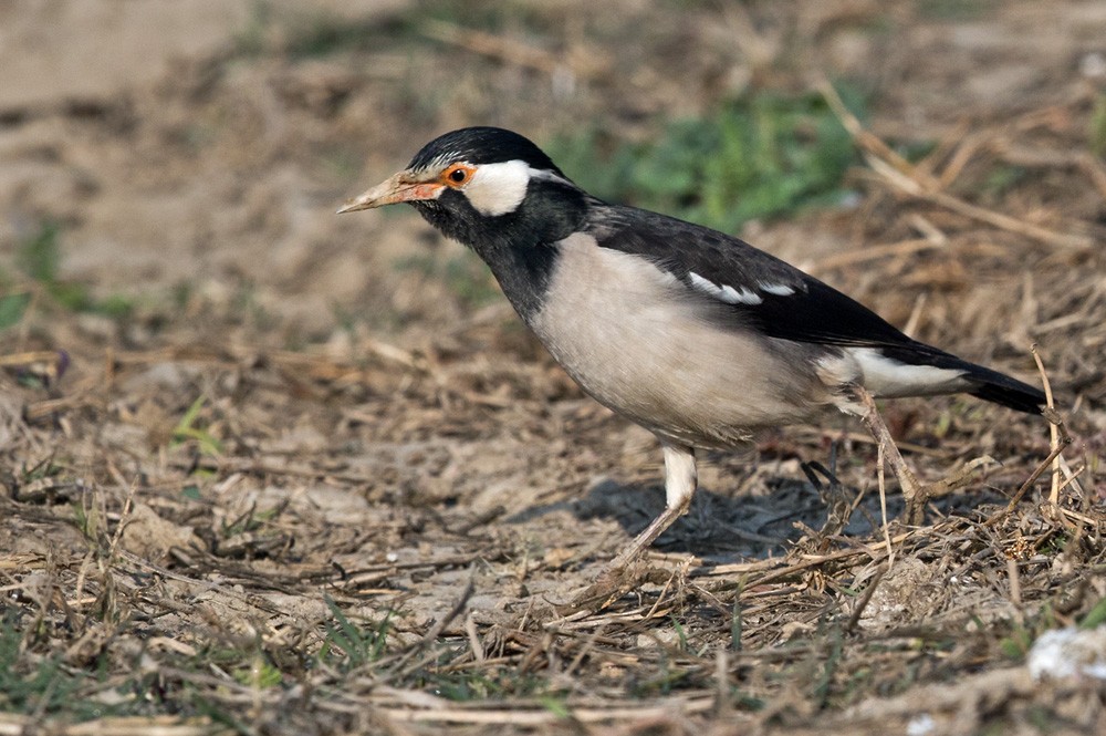 Indian Pied Starling - ML205990871