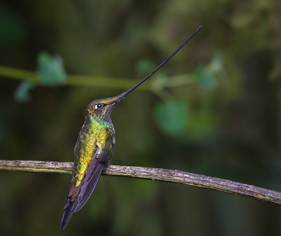 Sword-billed Hummingbird - Lars Petersson | My World of Bird Photography