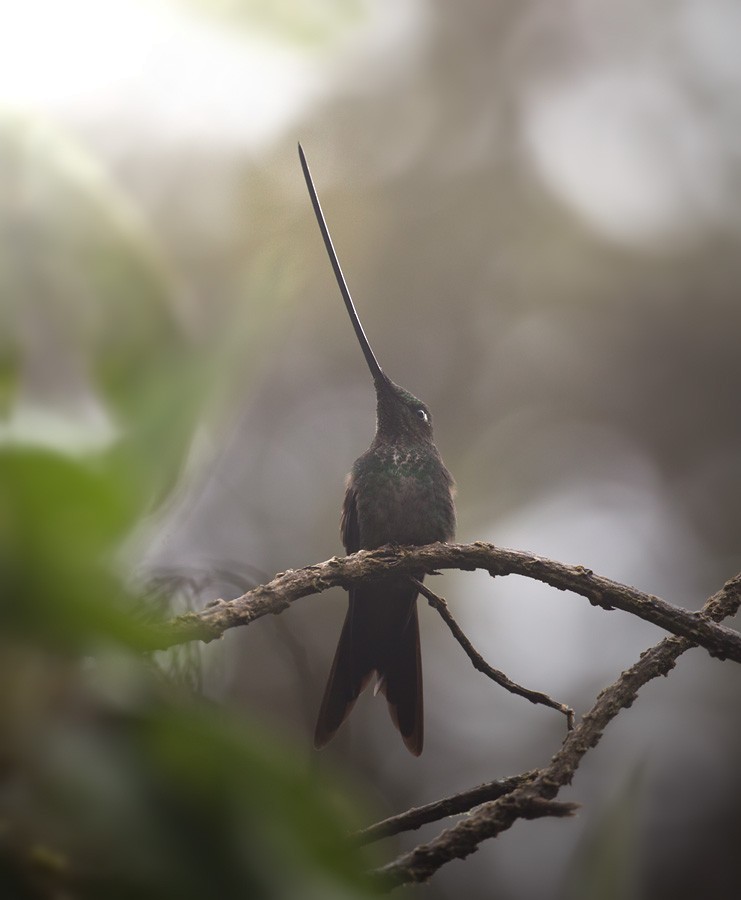 Sword-billed Hummingbird - ML205991051