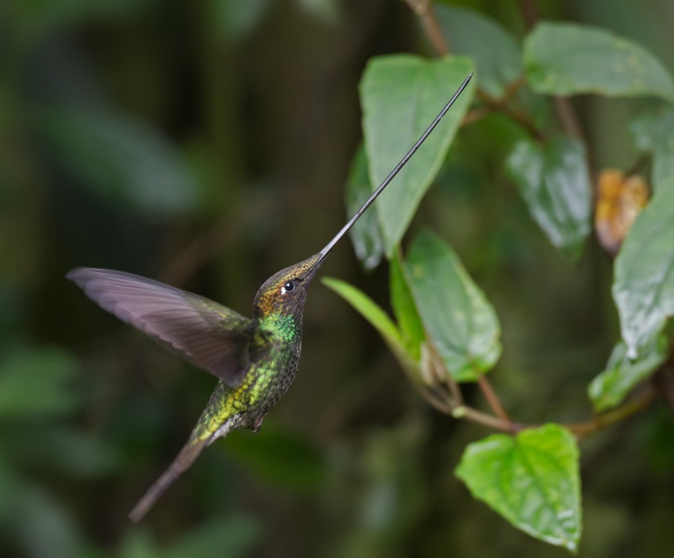 Sword-billed Hummingbird - ML205991061