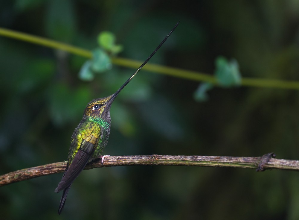 Sword-billed Hummingbird - ML205991071