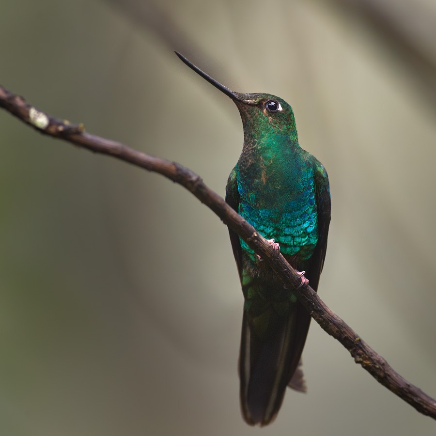 kolibřík modrokřídlý - ML205991081