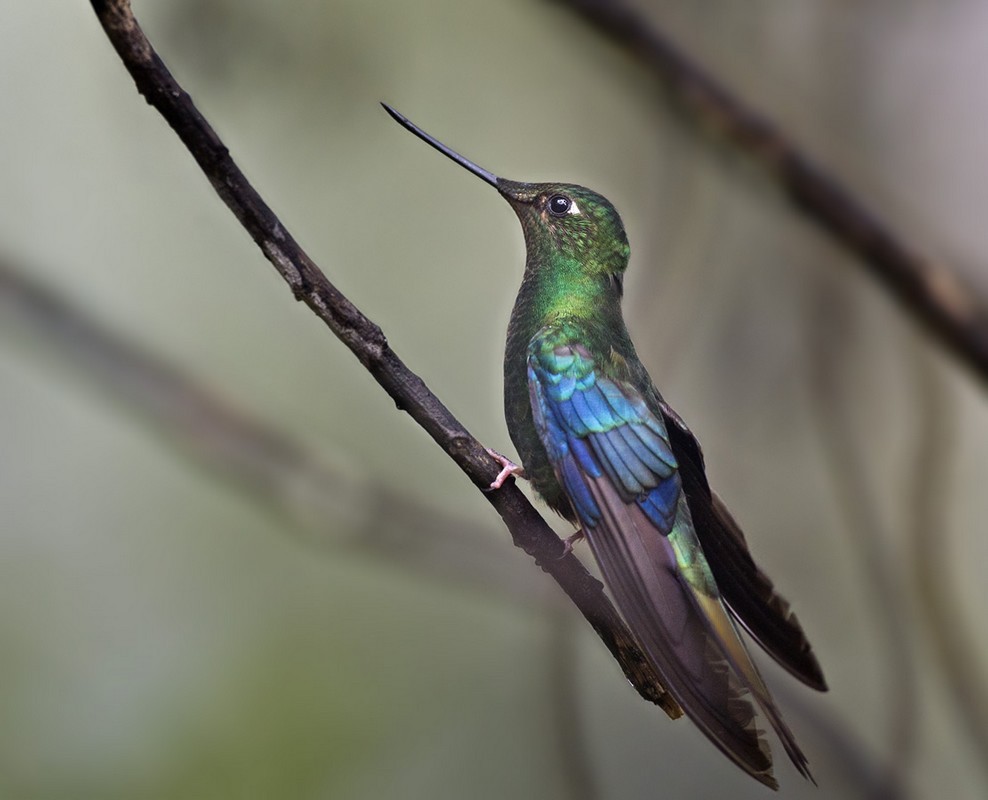 kolibřík modrokřídlý - ML205991091