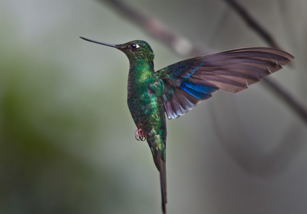 kolibřík modrokřídlý - ML205991101