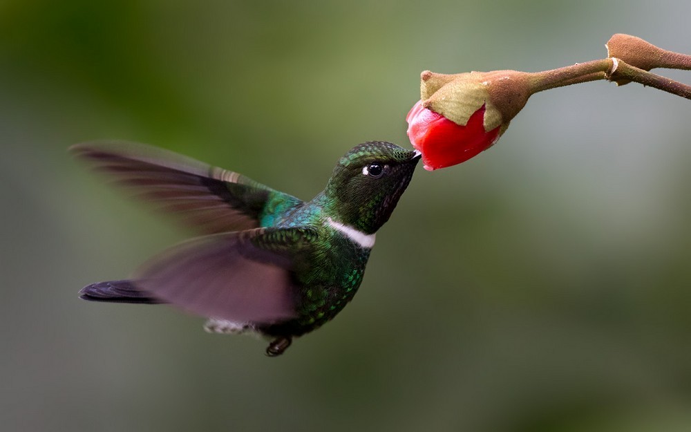 kolibřík bělolímcový - ML205991151