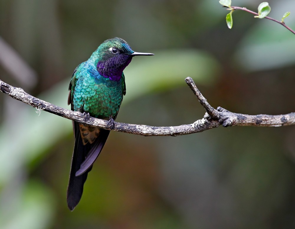 Purple-throated Sunangel - Lars Petersson | My World of Bird Photography