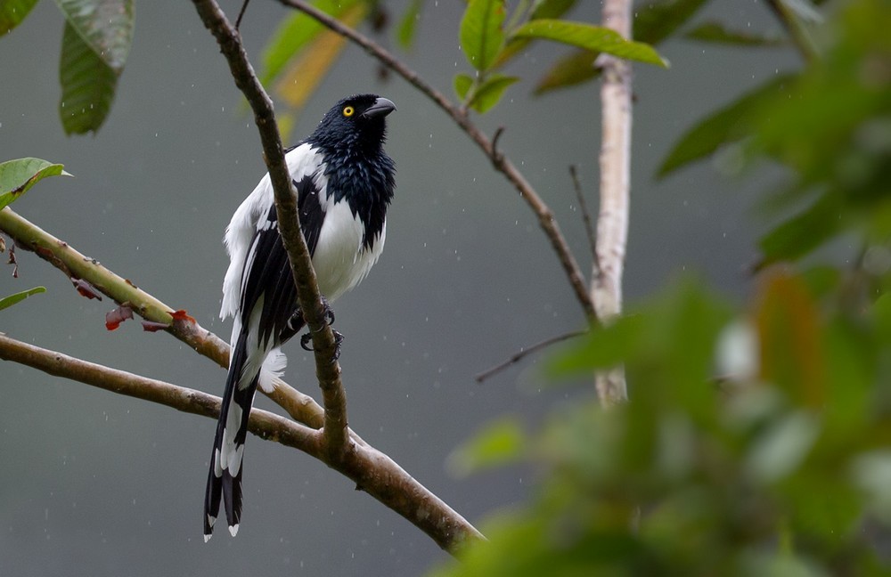 Magpie Tanager - Lars Petersson | My World of Bird Photography
