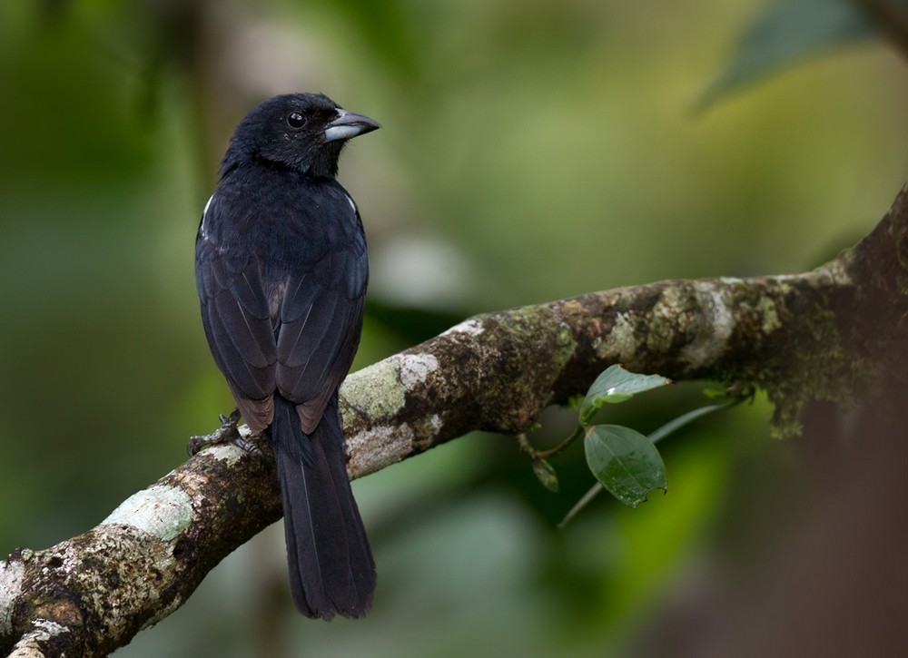 White-lined Tanager - ML205991351