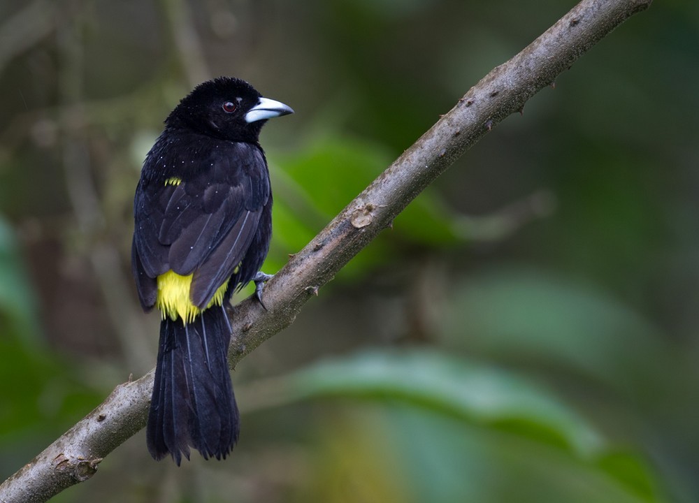 Flame-rumped Tanager (Lemon-rumped) - Lars Petersson | My World of Bird Photography