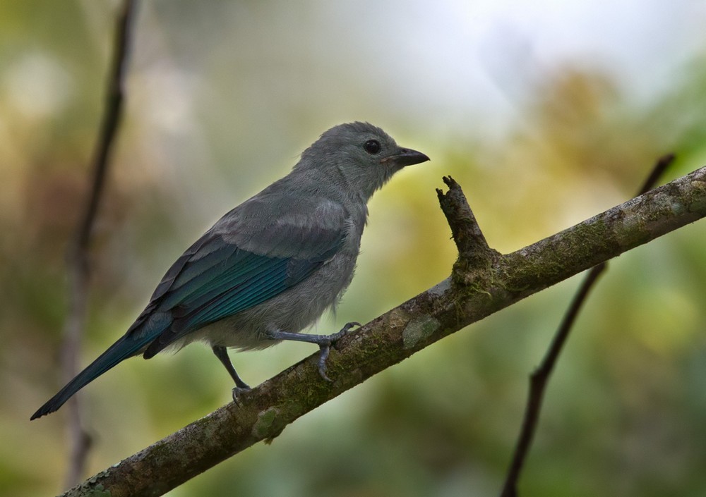 Blue-gray Tanager - ML205991381