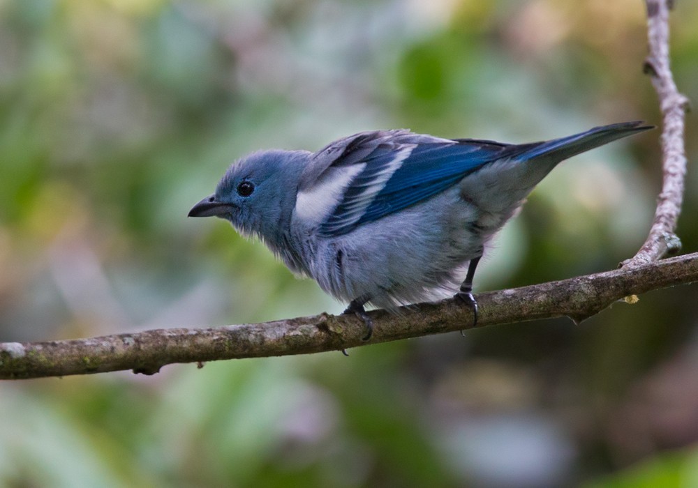 Blue-gray Tanager - Lars Petersson | My World of Bird Photography
