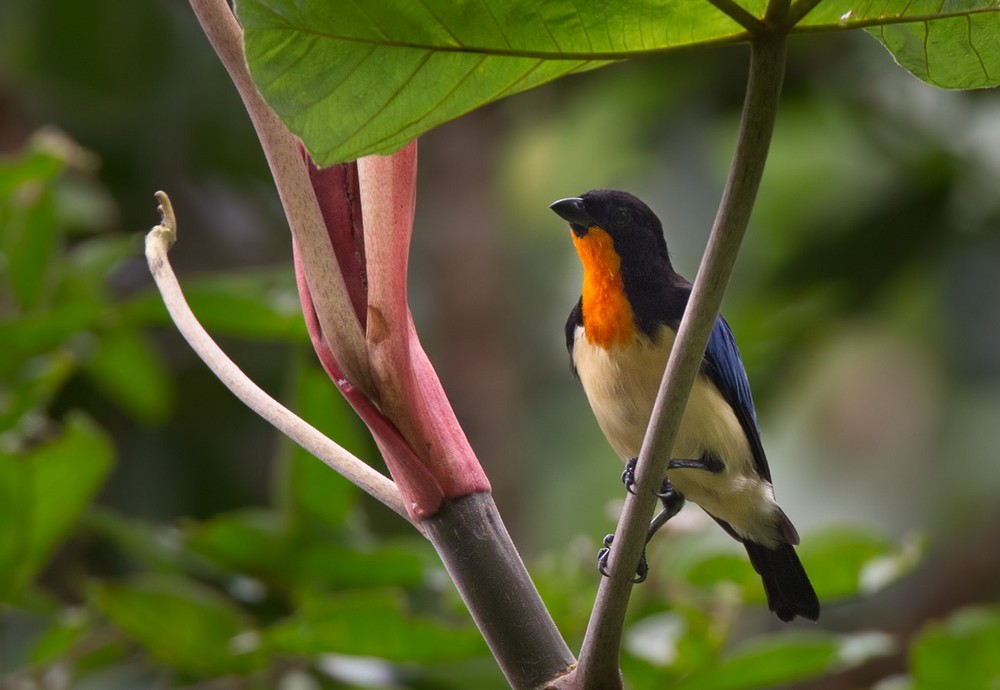 Orange-throated Tanager - Lars Petersson | My World of Bird Photography