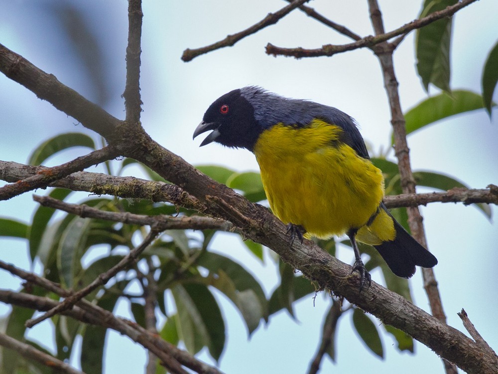 Hooded Mountain Tanager - Lars Petersson | My World of Bird Photography
