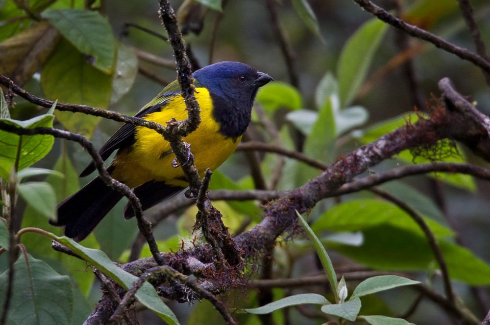 Black-chested Mountain Tanager - Lars Petersson | My World of Bird Photography