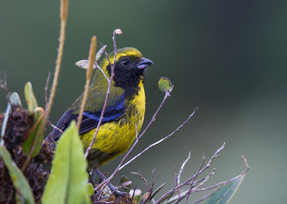 Masked Mountain Tanager - Lars Petersson | My World of Bird Photography