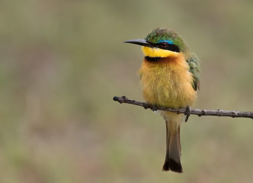 Little Bee-eater - Lars Petersson | My World of Bird Photography