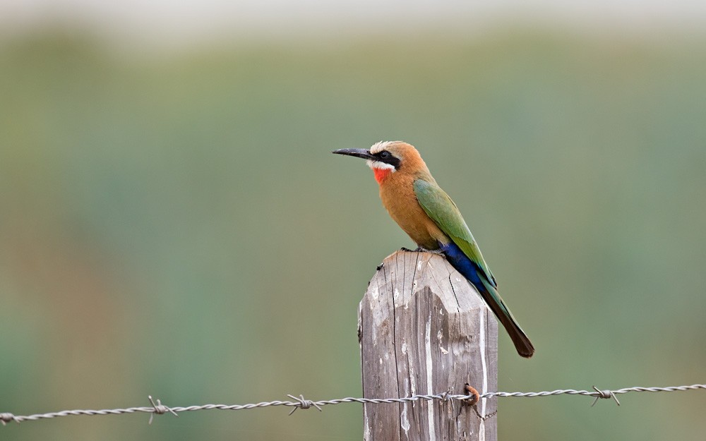 White-fronted Bee-eater - ML205991531