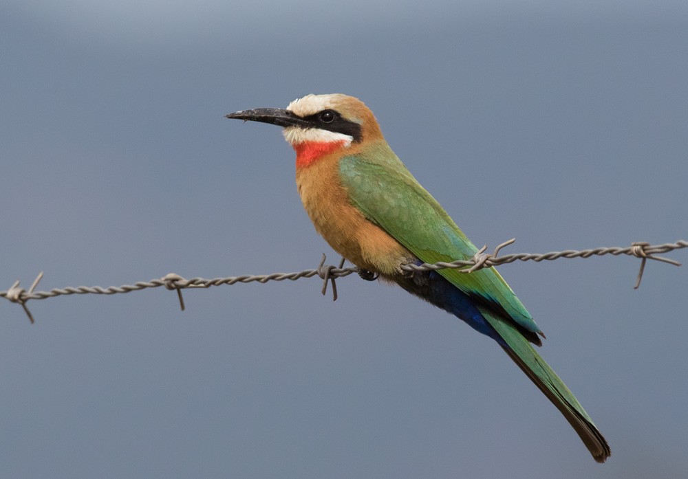 White-fronted Bee-eater - Lars Petersson | My World of Bird Photography