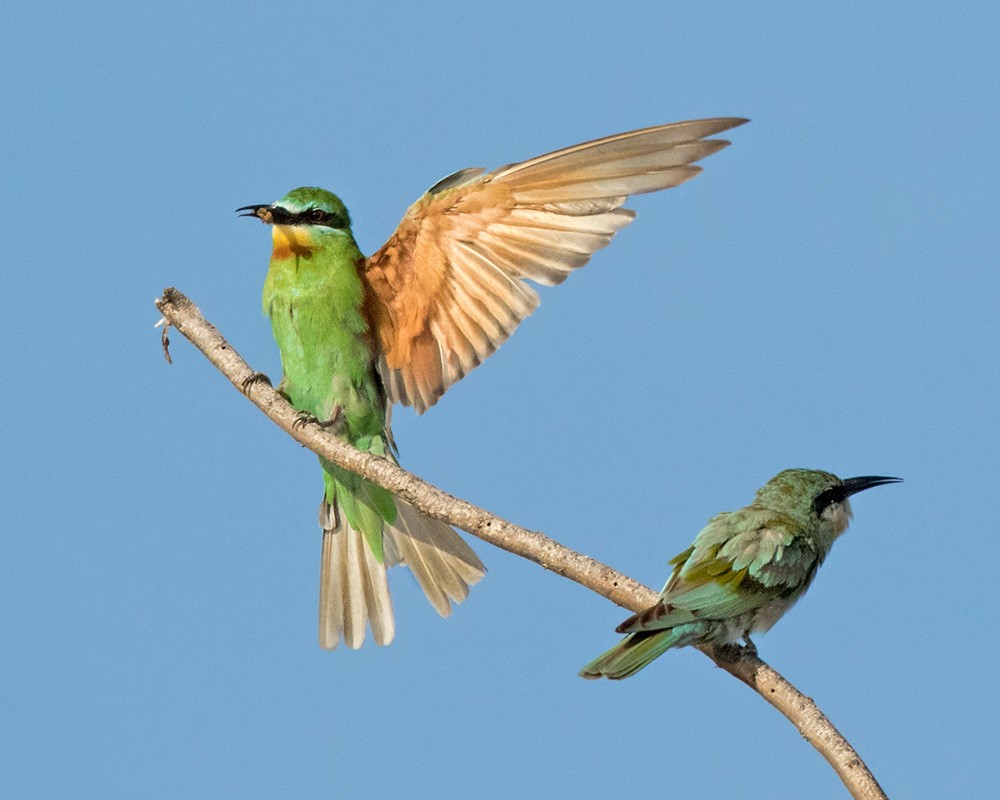 Blue-cheeked Bee-eater - ML205991561