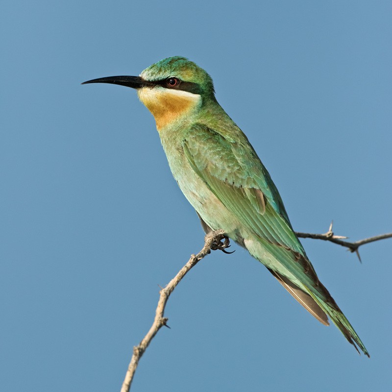 Blue-cheeked Bee-eater - Lars Petersson | My World of Bird Photography