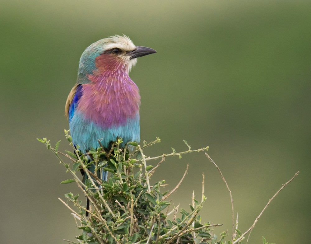 Lilac-breasted Roller (Lilac-breasted) - ML205991591