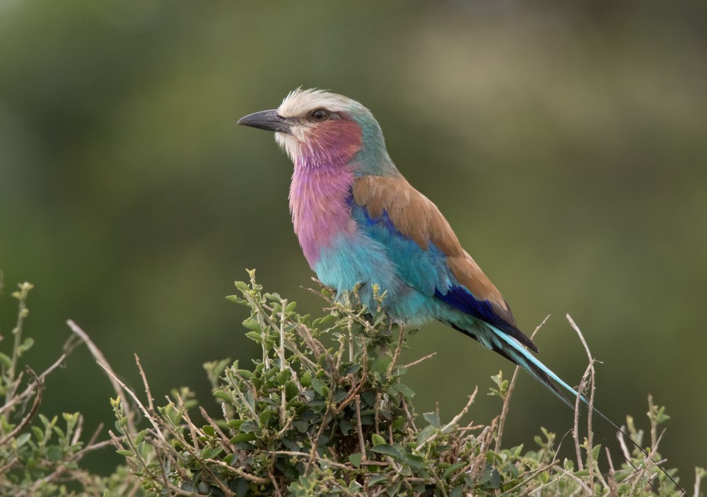 Lilac-breasted Roller (Lilac-breasted) - ML205991601