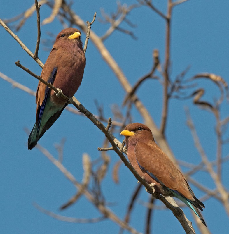 Broad-billed Roller (African) - Lars Petersson | My World of Bird Photography