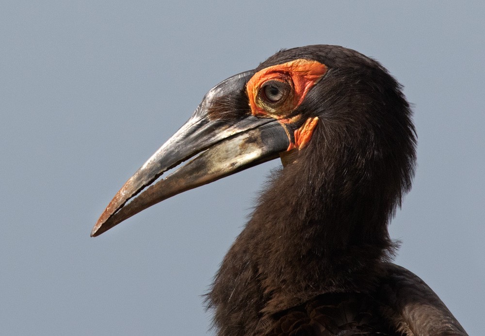 Southern Ground-Hornbill - Lars Petersson | My World of Bird Photography