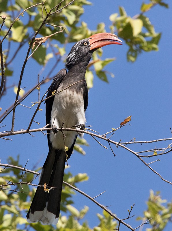 Crowned Hornbill - Lars Petersson | My World of Bird Photography
