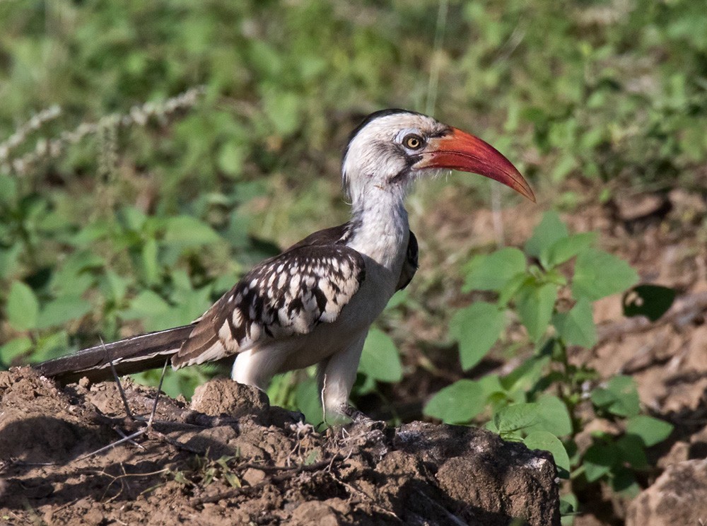 Northern Red-billed Hornbill - Lars Petersson | My World of Bird Photography