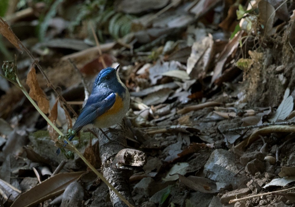 Himalayan Bluetail - Lars Petersson | My World of Bird Photography
