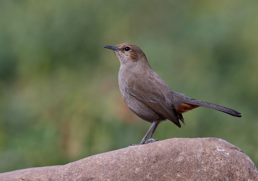 Indian Robin - Lars Petersson | My World of Bird Photography