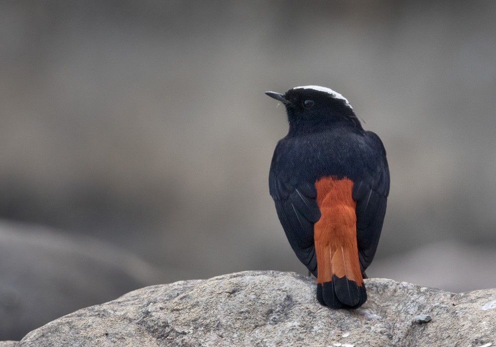 White-capped Redstart - Lars Petersson | My World of Bird Photography