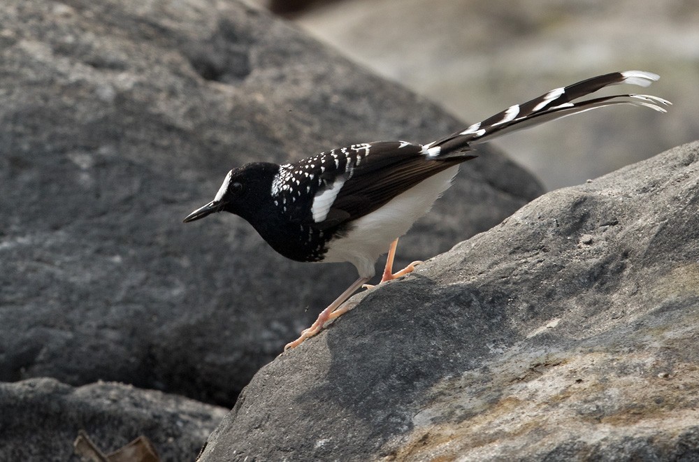 Spotted Forktail - ML205992011