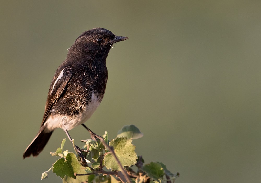 Pied Bushchat - Lars Petersson | My World of Bird Photography