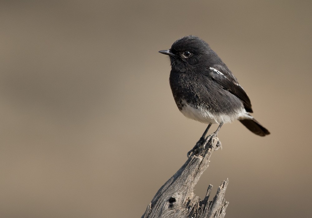 Pied Bushchat - Lars Petersson | My World of Bird Photography