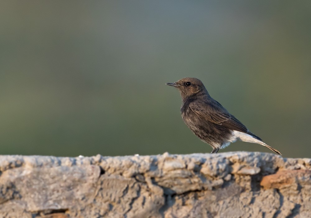 Variable Wheatear - Lars Petersson | My World of Bird Photography